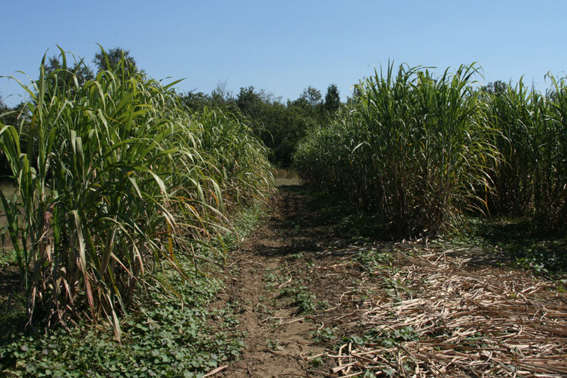 sugarcane72.jpg