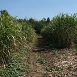sugarcane72.jpg