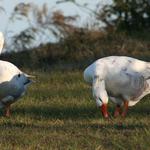 geese25