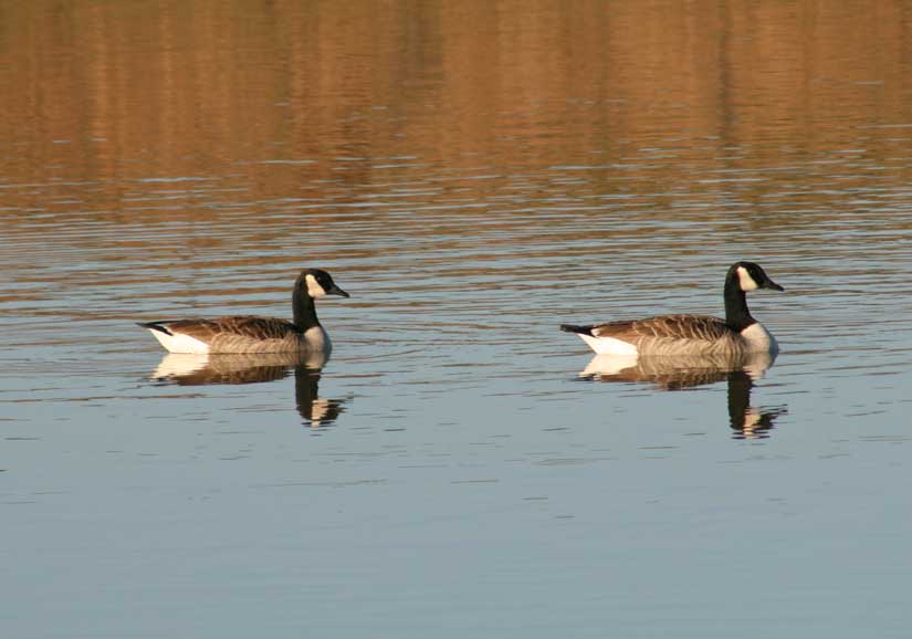 geese29