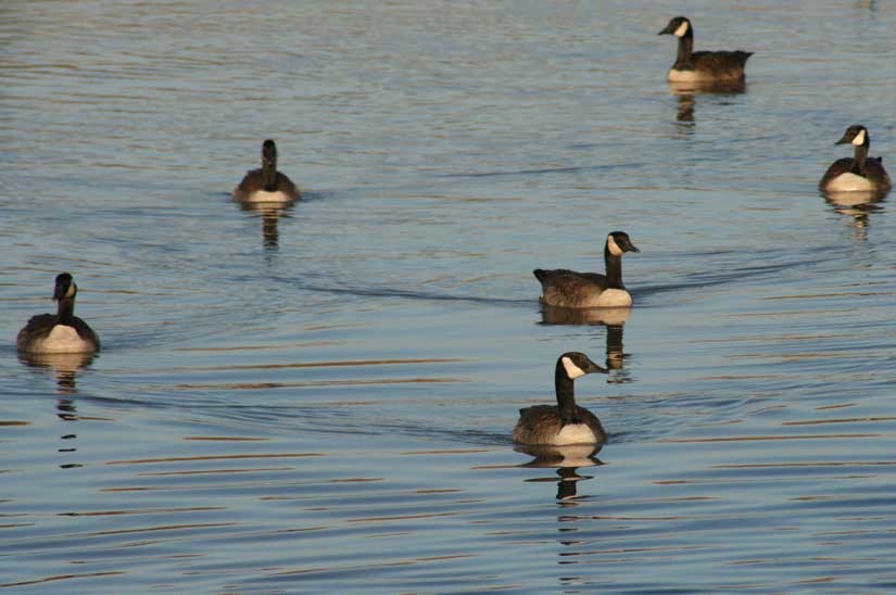 geese31