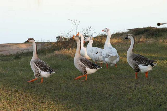 geese35