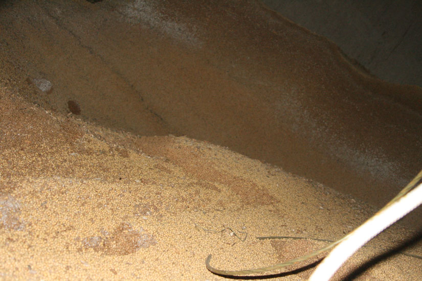 Inside Silo--10 Foot Grain Wall Seen At Rear