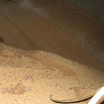 Inside Silo--10 Foot Grain Wall Seen At Rear