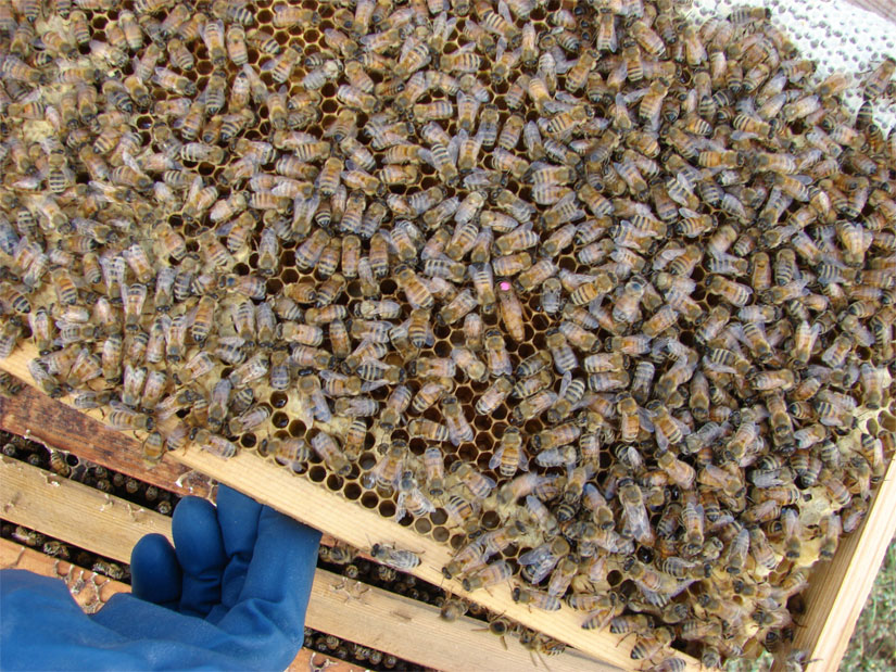 Aden's queen from Lawrence Cutts