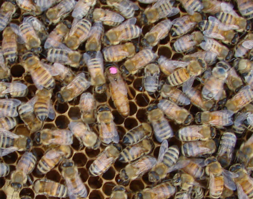 Queen marked with dot