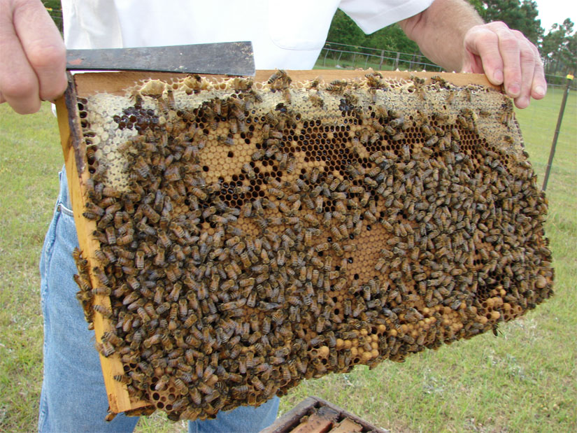 Capped honey, capped brood, drone cells