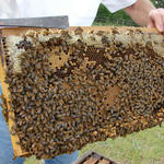 Capped honey, capped brood, drone cells