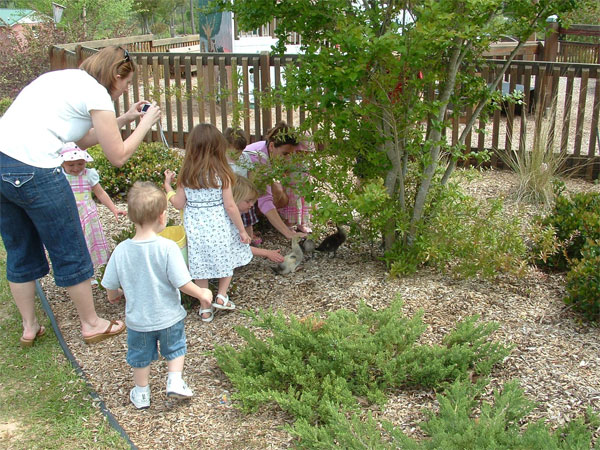 Children enjoying the ducks 