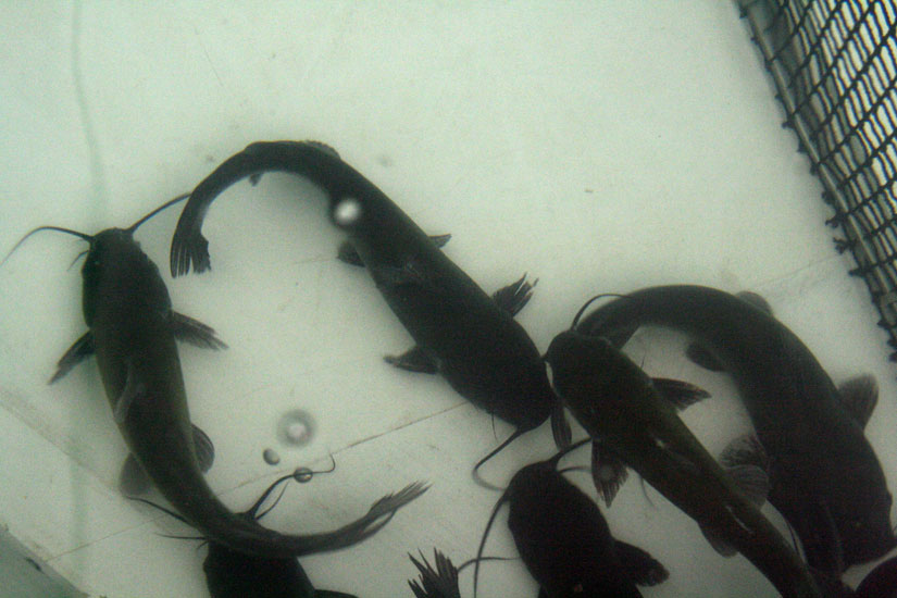 catfish20.jpg