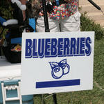 blueberry-jamboree50.jpg
