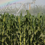 irrigation-rainbow13.jpg