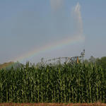 irrigation-rainbow29.jpg