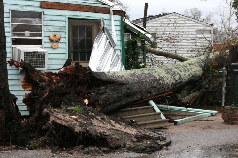 Tree Down, Asphalt On Ramar Street Lifted
