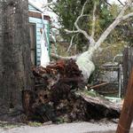 Tree Down On House, Vehicles