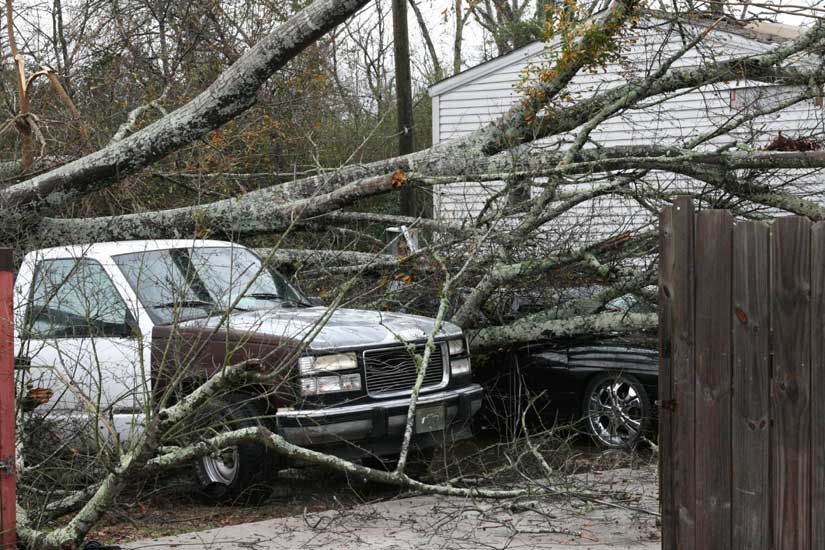 Two Vehicles Were Hit By The Tree