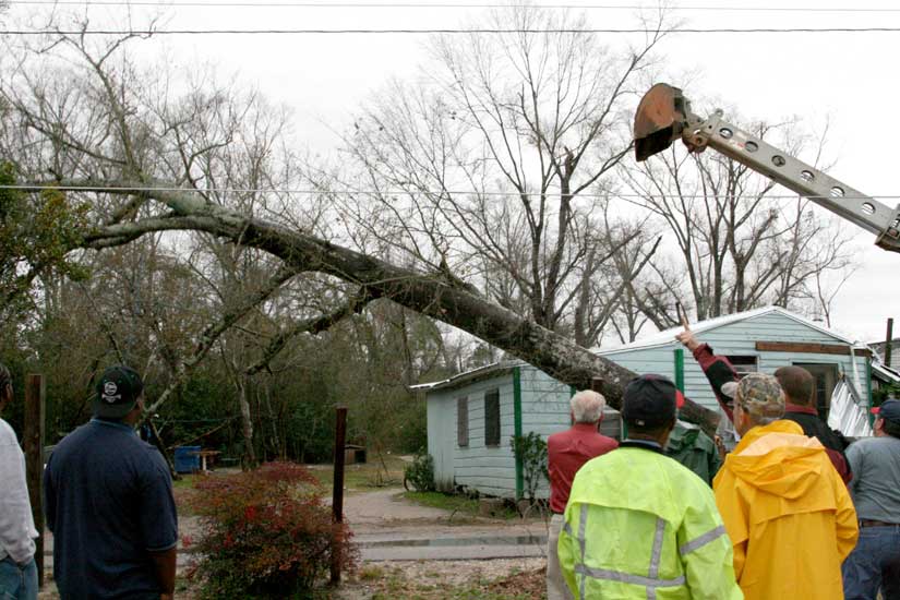 Remaining Portion of Tree Mid-Air As It Falls
