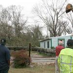 Remaing Portion of Tree On Ground