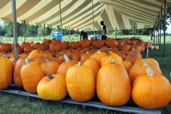 Pumpkins-10.JPG