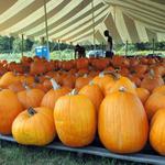 Pumpkins-10.JPG