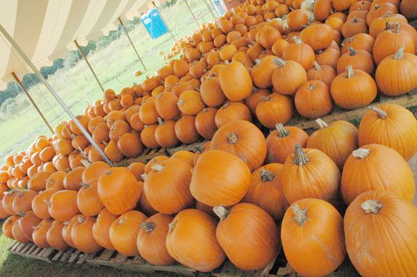 Pumpkins-12.JPG