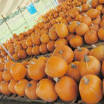 Pumpkins-12.JPG