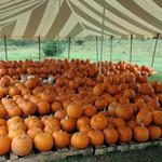 Pumpkins-13.JPG