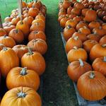 Pumpkins-14.JPG