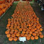 Pumpkins-17.JPG