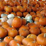 Pumpkins-18.JPG