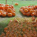 Pumpkins-19.JPG