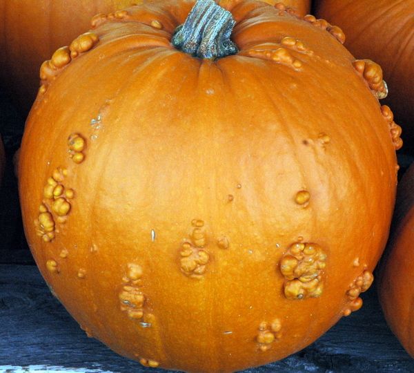 Pumpkins-26.JPG