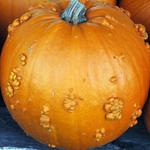 Pumpkins-26.JPG