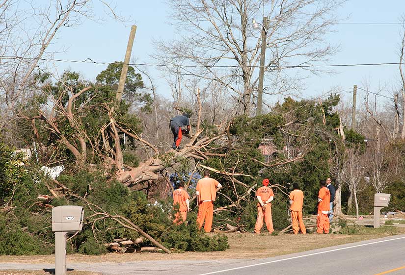 Road prison crew cleans up tree