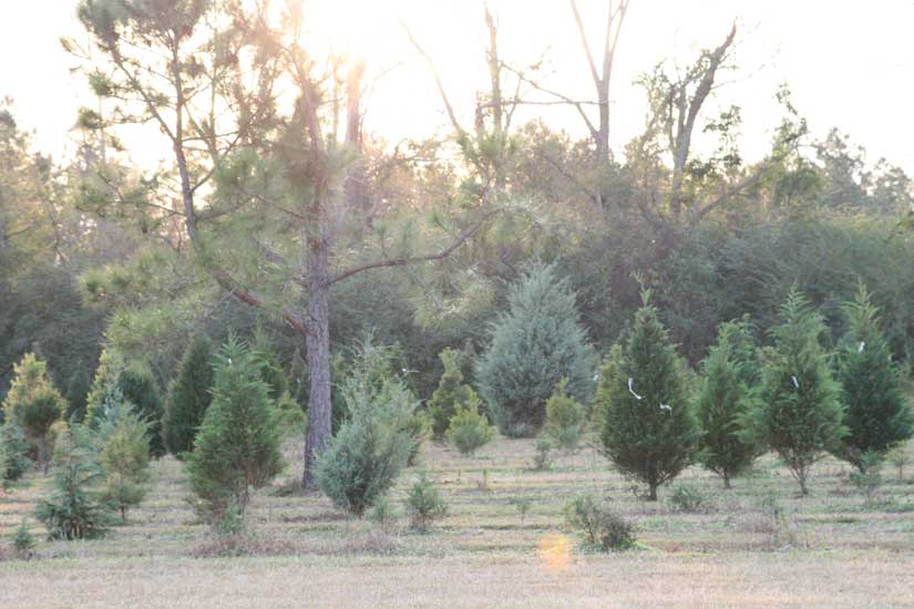 treefarm13.jpg