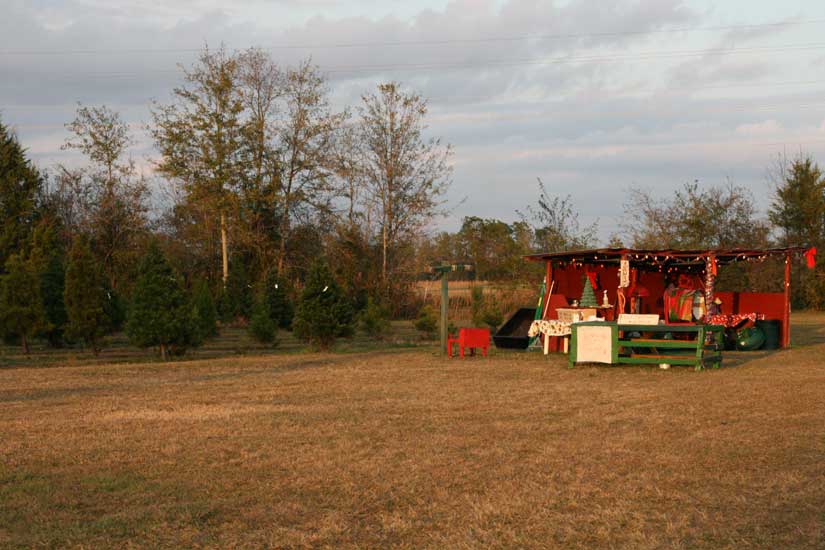 treefarm16.jpg