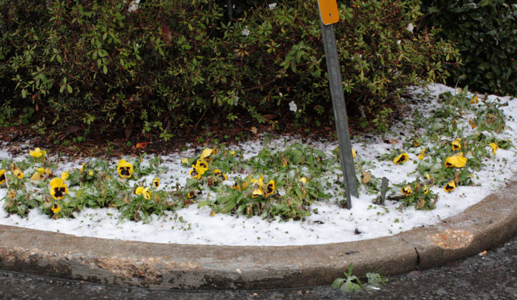 snow-atmore059.jpg