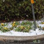 snow-atmore059.jpg