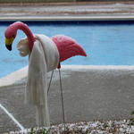 snow-flamingo-cold.jpg