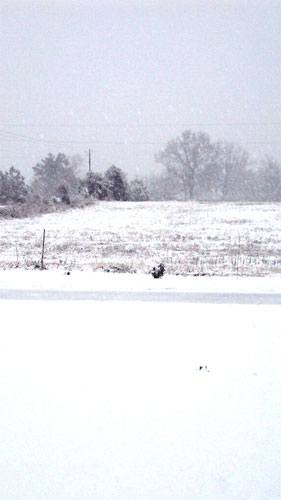 snow-mexia-ala10.jpg