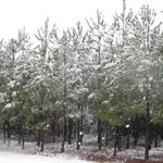2010-Snow-104.jpg