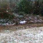 Snow-ByrnevilleMcDavid39.jpg