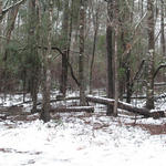 2010-snow-little-river-state-park-35.jpg