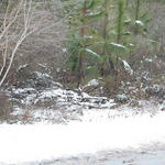 2010-snow-little-river-state-park-42.jpg
