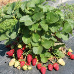 2010 Escambia Farm Tour