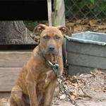 Animal Tethering In Escambia