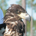 Eagle-024.jpg