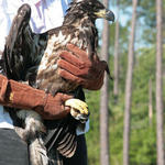 Eagle-034.jpg