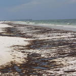 Pcola-Beach-Oil-004.jpg
