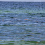 Pcola-Beach-Oil-013.jpg